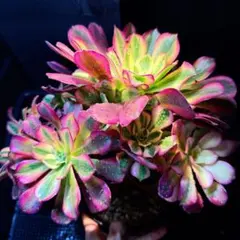 やなぎさわ様 リクエスト 2点 まとめ商品