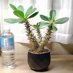 パキポディウムデンシフローラム✳️陶器鉢付き　塊根植物 グラキリス マカイエンセのサムネイル