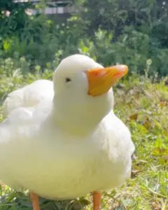 Item thumbnail for item ae4b5841-8010-4f52-9890-94d0f3c712d6