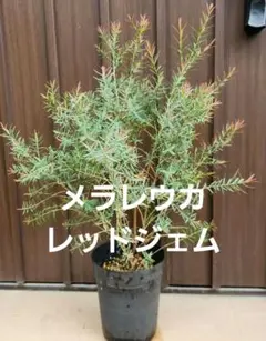 バンクシア レプトフィラ 鉢植えM 苗 オージープランツ ドライガーデン