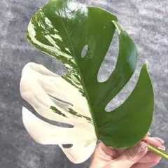 palekaiko様 リクエスト 2点 まとめ商品