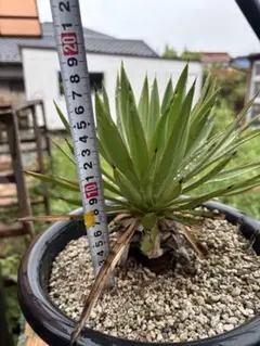 紅葉 ☆プロフ必読☆　ユッカ 　グロリオサ　キミガヨラン　1m10cm 紅葉 ☆プロフ必読☆様専用 ユッカ グロリオサ キミガヨラン