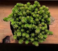 多肉植物寄せ植え　サクサグラレスモスグリーン抜き苗