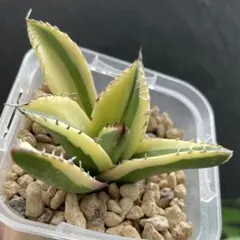 アガベチタノタ スナグルトゥース 発根済みのサムネイル