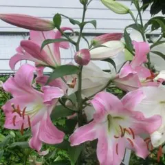 2026年最新】ゆり球根の人気アイテム - メルカリ