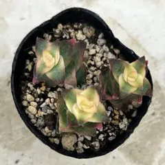 mi様 リクエスト 2点 まとめ商品