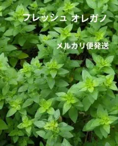 フレッシュ オレガノ メルカリ便発送のサムネイル
