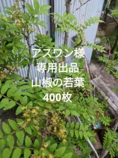 アスワン様 専用出品 山椒の若葉 400枚