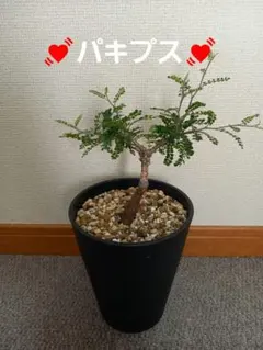 2025年最新】オペルクリカリアパキプス 実生の人気アイテム - メルカリ