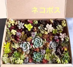 多肉植物カット苗詰め合わせ　ルテオヴィリデ　セダム