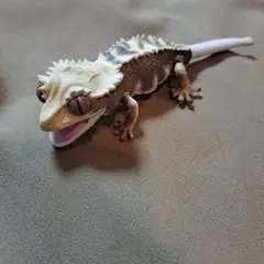 いきもの大図鑑レプティ クレステッドゲッコー　フレイム