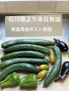 3 朝採れ 新鮮野菜 詰め合わせ きゅうり 茄子 ピーマン ミニトマトのサムネイル