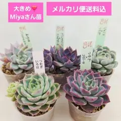 2026年最新】miyaさん苗の人気アイテム - メルカリ