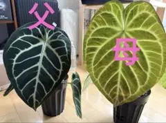 안스리움 하이브리드 모종 2 개