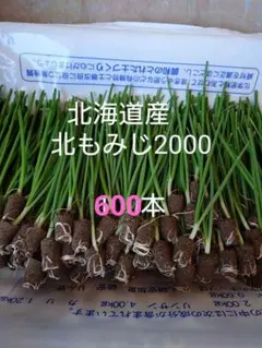 【晩生】玉ねぎ苗▼もみじ1000本【超メルカリ市】 2026年最新】玉ねぎ苗 晩生の人気アイテム - メルカリ