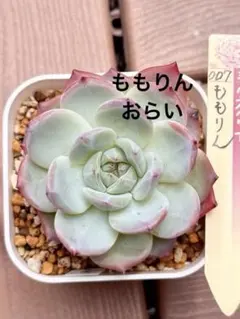 ❣️札つき 多肉植物 セダム つぶつぶ屋 ☆ざらめ☆ 抜き苗 - メルカリ