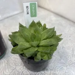 O*Z様 多肉植物 ハオルチア 氷の恋人 美株 新品種 糊斑 - メルカリ