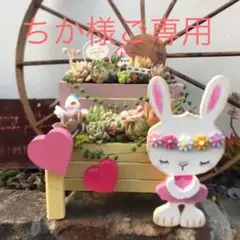 ★多肉植物　寄せ植え〜花冠うさぎさんの2段プランター寄せ〜★