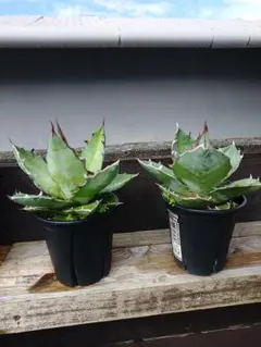 2025年最新】アガベ チタノタブルー 実生の人気アイテム - メルカリ