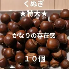 ★特大★くぬぎ　１０個　縦2.5〜2.8cm程　横2.5cm程　どんぐり　木の実