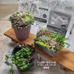 2026年最新】そのまま飾れる多肉植物 寄せ植えの人気アイテム - メルカリ