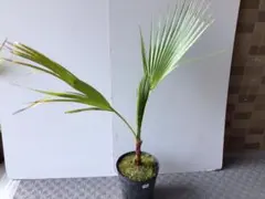 耐寒性ヤシシュロの木2株植え◇南国リゾート西海岸ドライガーデン