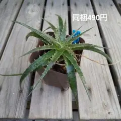 2025年最新】dyckia fosterianaの人気アイテム - メルカリ