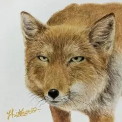 ミニ絵画 チベットスナギツネ