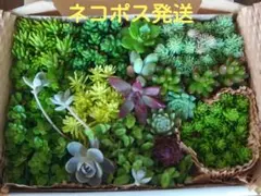 セダム&カット苗B☆^^ネコポス発送