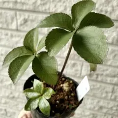 2026年最新】クリスマスローズ 雅の人気アイテム - メルカリ