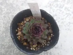 2026年最新】センペルビウムの人気アイテム - メルカリ