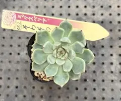 そわそわ ミックスベリア おらいさん苗 抜き苗 多肉植物 - メルカリ