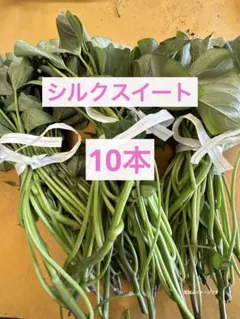 シルクスイート 15本 新鮮さつまいも苗 無農薬 - メルカリ
