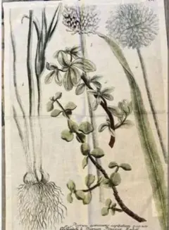 マニーグラッシュマン☆オレガノとアリウムのファブリックパネル