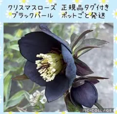 【花苗】クリスマスローズ　ミヨシ　ブラックパール　タグ付き　ポットごと発送のサムネイル