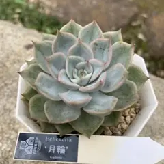 ❣️札付き O's PLANTSさん苗 ☆チャザロイ☆ ポットごと - メルカリ