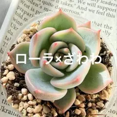 2026年最新】多肉 ローラの人気アイテム - メルカリ