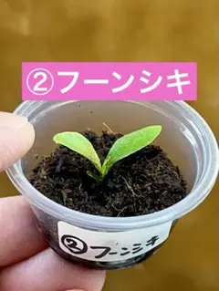 ②フーンシキ　胞子培養株　ビカクシダのサムネイル