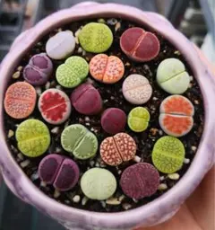 2025年最新】多肉植物 リトープスの人気アイテム - メルカリ