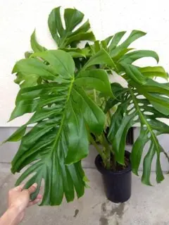 モンステラ　デリシオーサ　8号鉢つき　深穴開き❗2株植え❗　① モンステラ デリシオーサ 8号鉢つき 2株植え❗深切れ込み❗大型種❗ ④