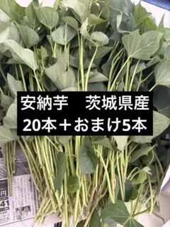 安納芋苗　25本 茨城県産 サツマイモ　さつまいも苗　家庭農園 大口対応可