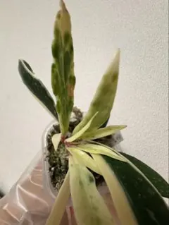 お*に様 アヌビアス コンゲンシス 斑入り Congensis Variegat - メルカリ