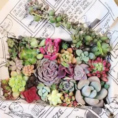 96.多肉植物　カット苗詰め合わせ　限定セール