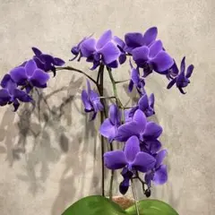 現品のみ❗️枝ぶり良いです。超希少❗️胡蝶蘭❤️ブルージーン　1本立 現品のみ❗️枝ぶり良いです。超希少❗️胡蝶蘭❤️ブルージーン 1