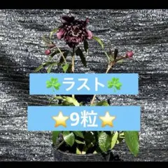M*N様 ❤️234❤️☘️ラスト☘️⭐️クリスマスローズ⭐️自然交配種子⭐️のサムネイル