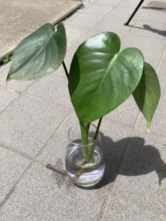 2026年最新】観葉植物 モンステラ・ポトスの人気アイテム - メルカリ