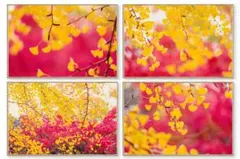 コスモス 写真アート高解像度 L判写真 4枚セット - メルカリ