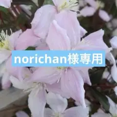 G ＊norichan様 リクエスト 3点 まとめ商品