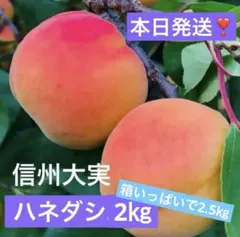 ★信州大実　8kg 信州産 あんず　杏　生あんず　アプリコット ☆信州大実 2kg 信州産 あんず 杏 生あんず アプリコット - メルカリ