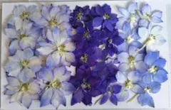 押し花 NO.392 千鳥草 - メルカリ